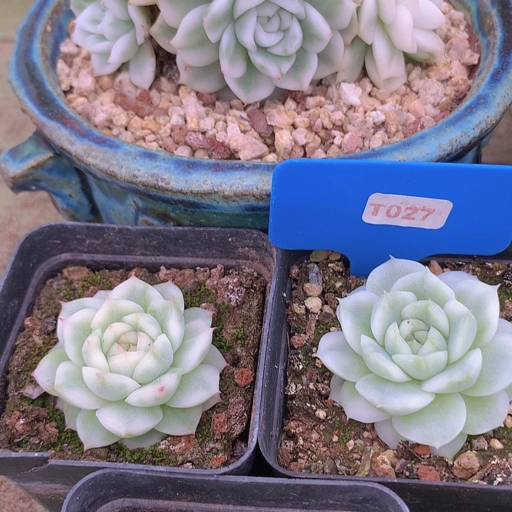 t207珍妮麦白瓷锦单