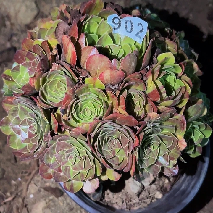 902花月夜多肉植物不售后