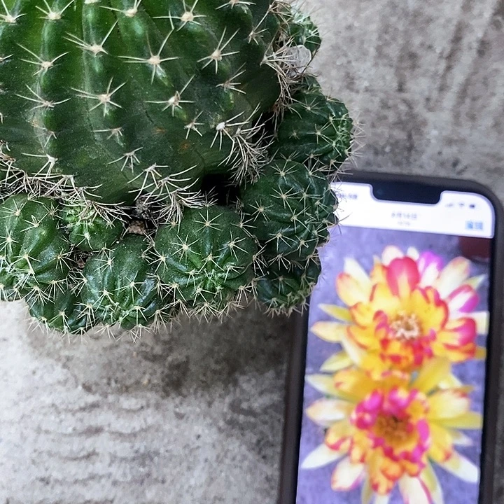 火凤凰丽花，268990