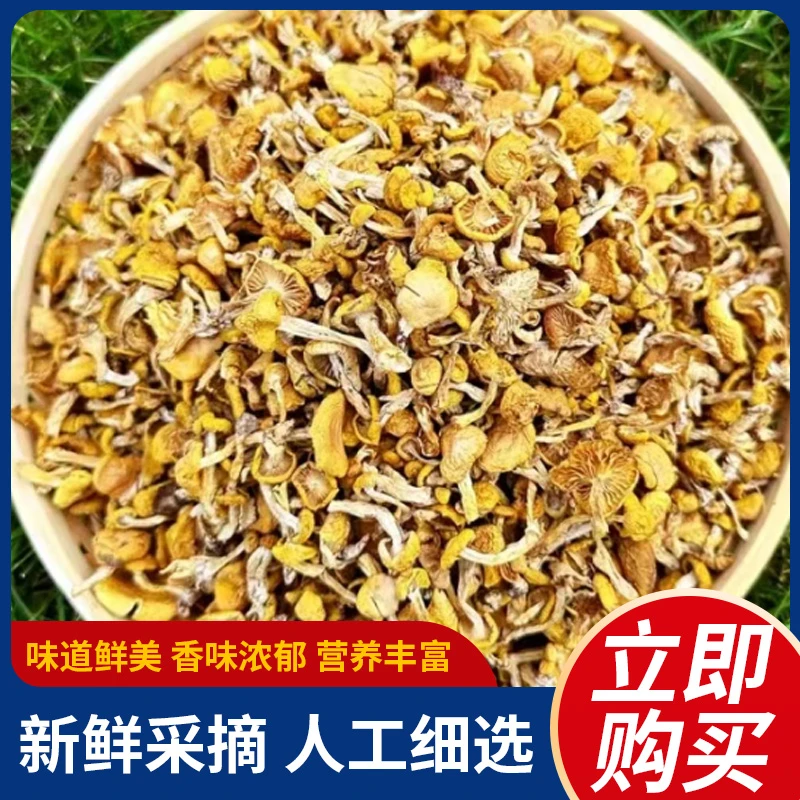 东北小黄蘑菇干货黄松蘑黄油蘑菇口感嫩滑煲汤 炖鸡 炒肉干菌蘑菇