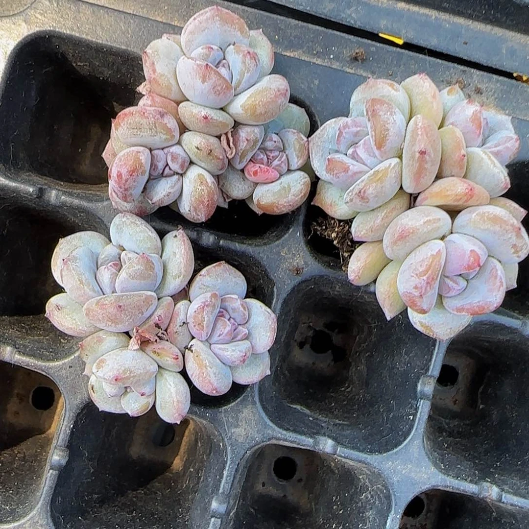 宝*宝宝宝的三颗带杆子3头小星影