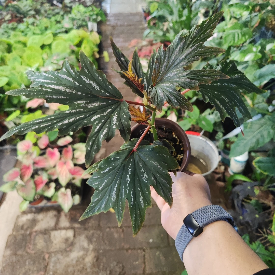 烟雨春山秋海棠秋海棠室内观叶植物秋海棠盆栽好养