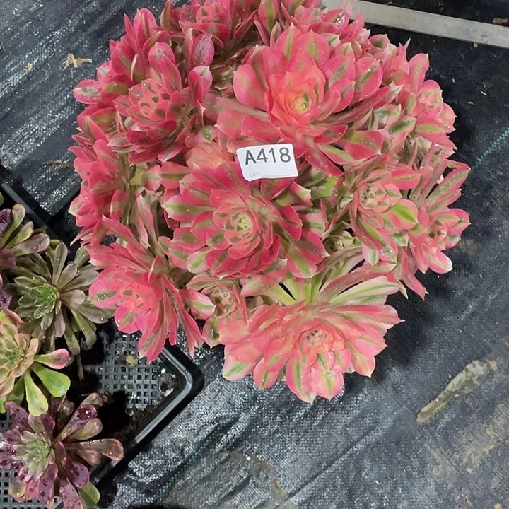 粉女巫多肉法师。 418