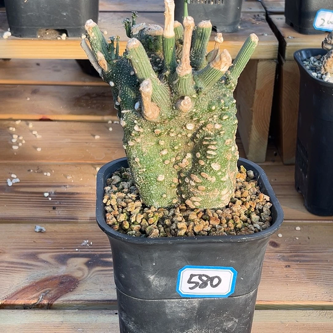 产地球腺蔓，月底大漏