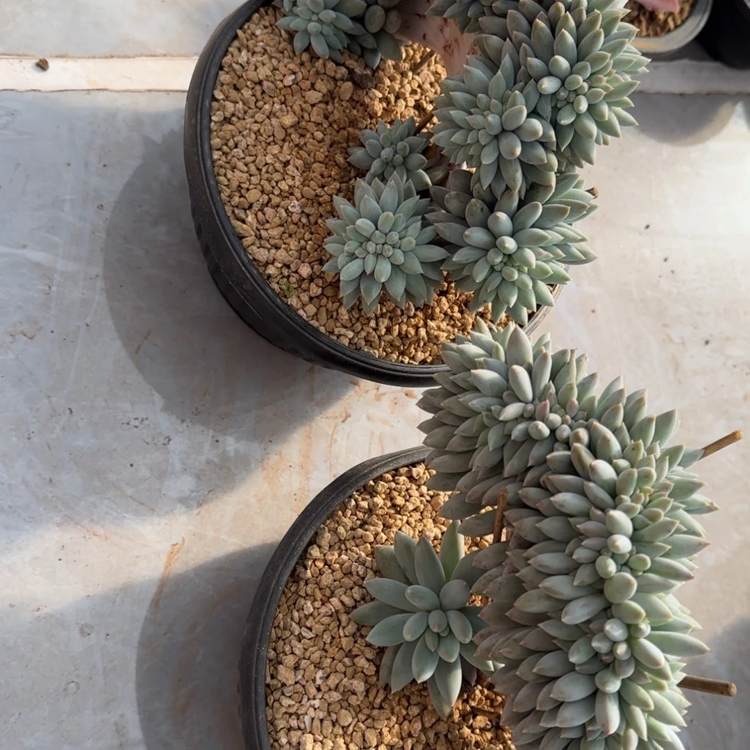 所罗门缀化两颗寄养