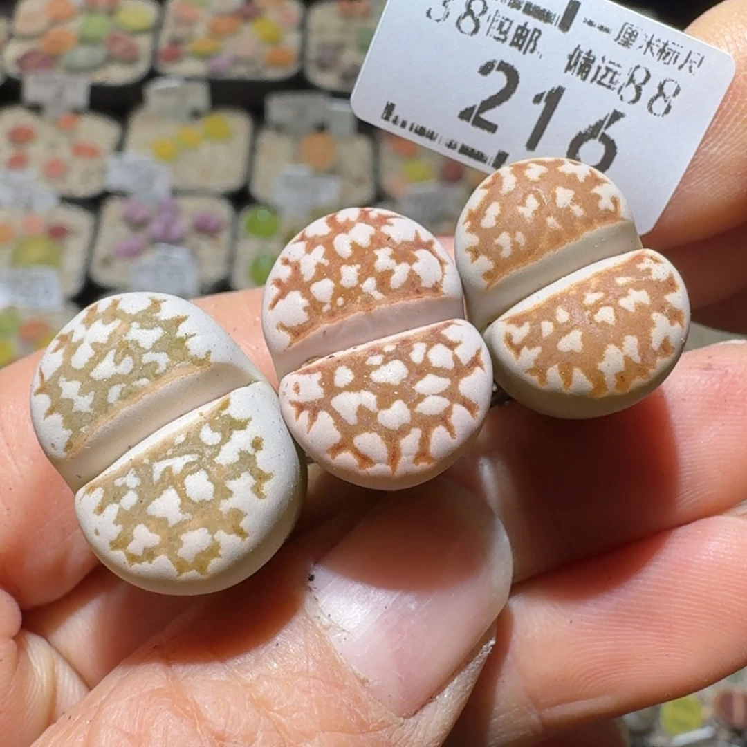 Sss便宜清了便宜216