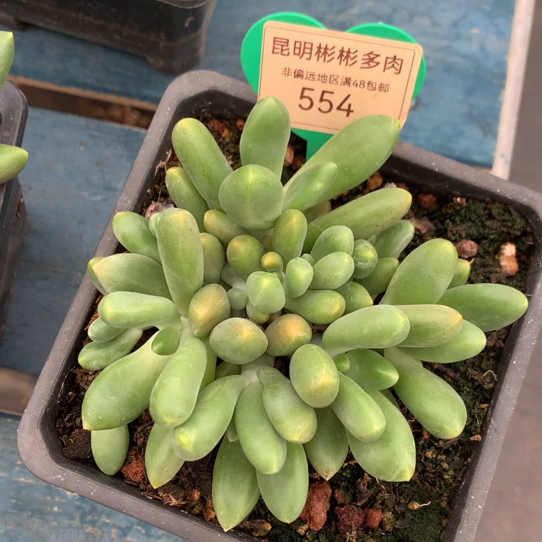 芒果奶无砍平头11头554