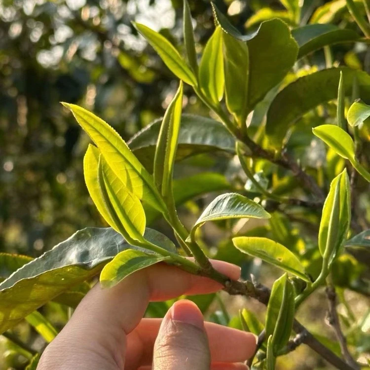 2025年国有林散料100克生普普洱茶