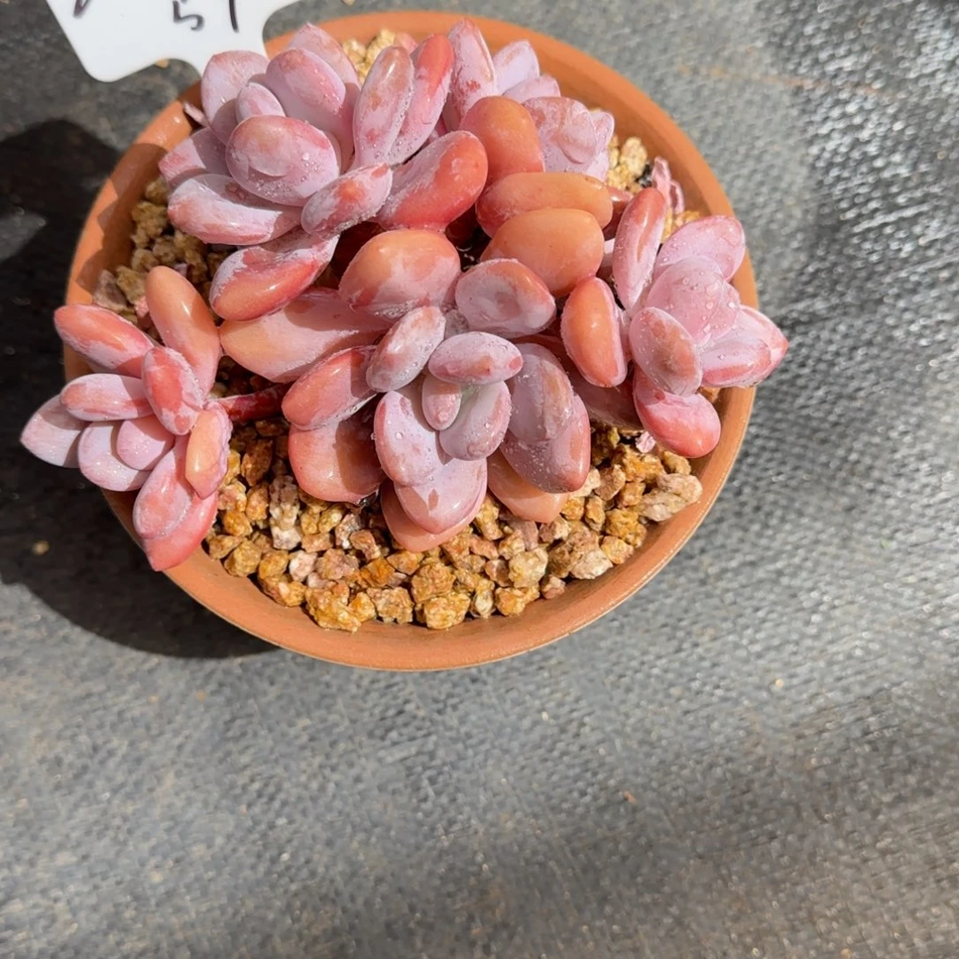 一物一拍拉拉奶54