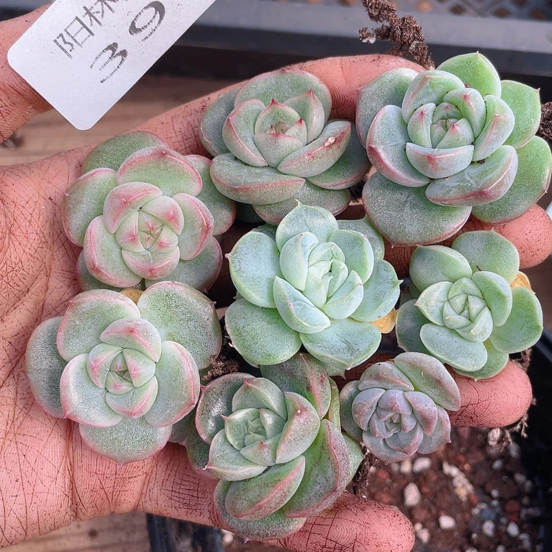 多肉植物多肉植物391