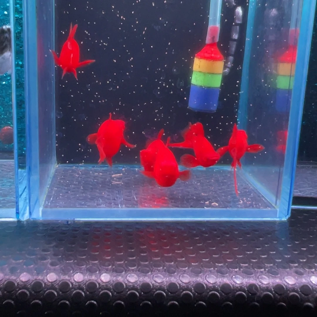 黑玛丽鱼红箭球2对592