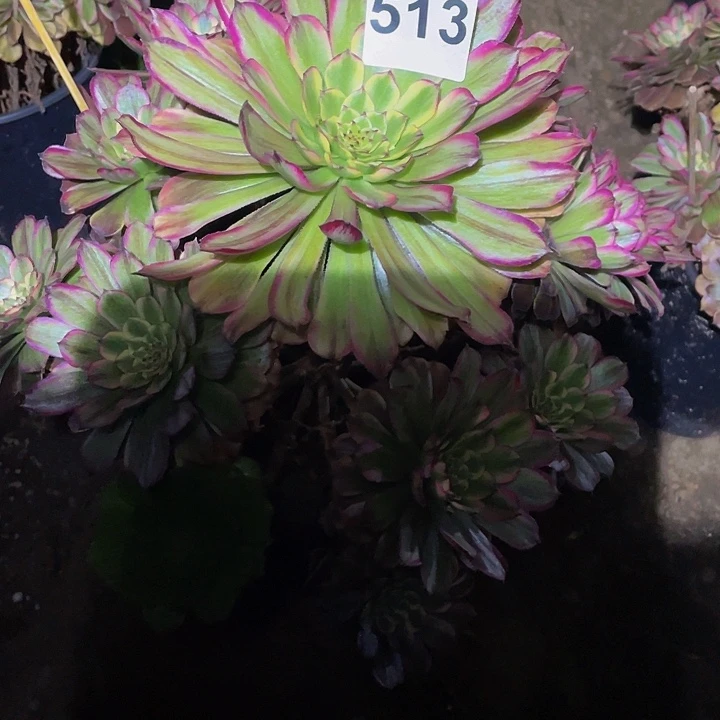 丹***炸多肉法师513号玲珑发货不包损