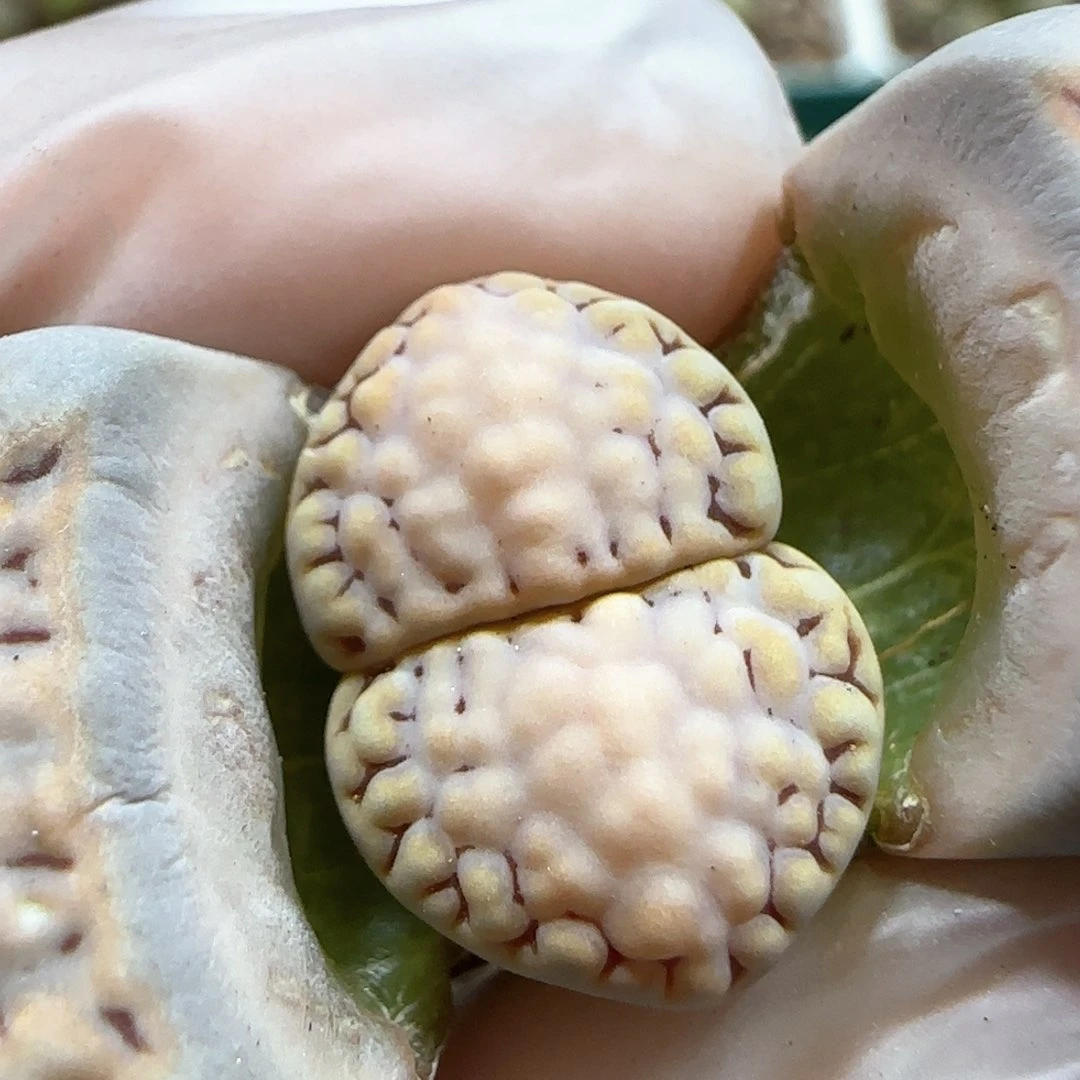 3.5。糖霜饼干。 5071