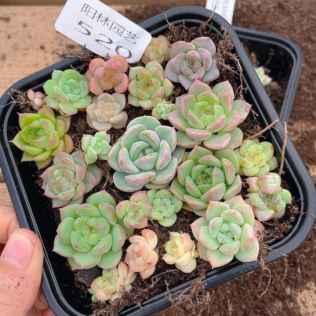 多肉植物多肉植物520