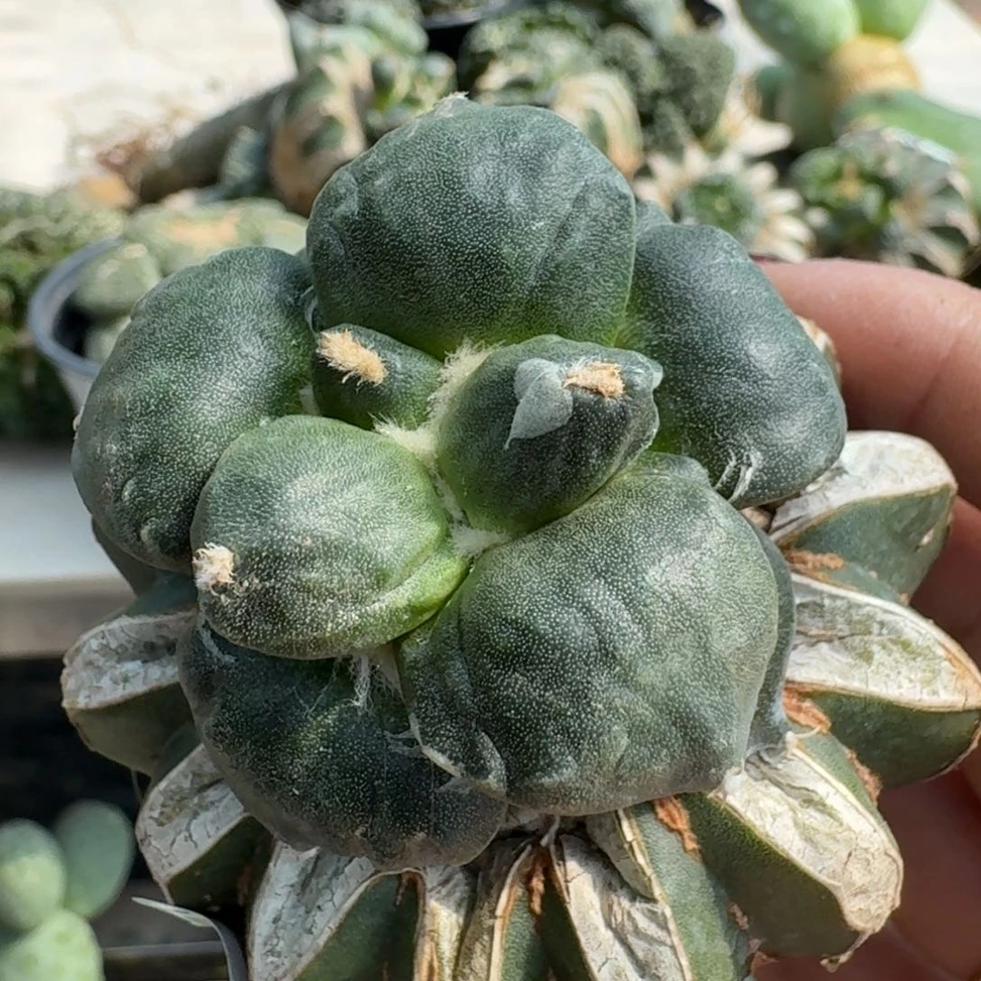【闪购商品】无花朵一**花达摩311