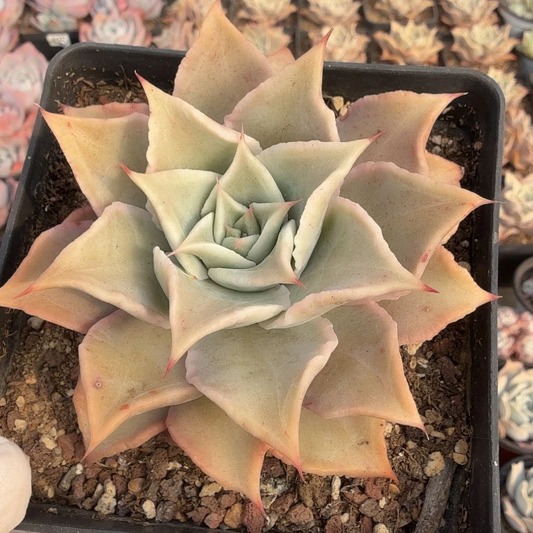 427八公分饺子皮满20包邮