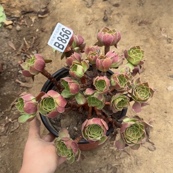 黑魔……多肉植物……