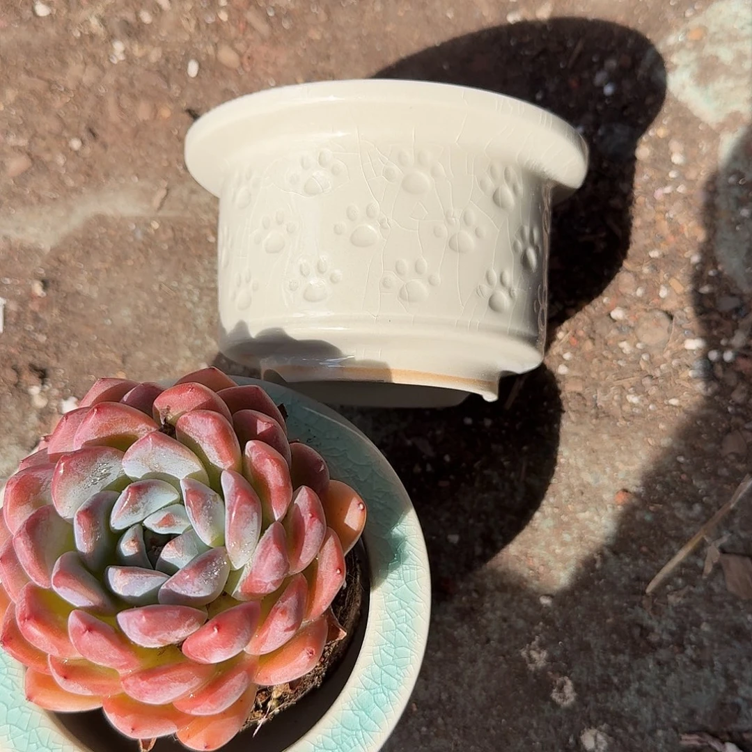*****白色猫爪花盆多肉植物