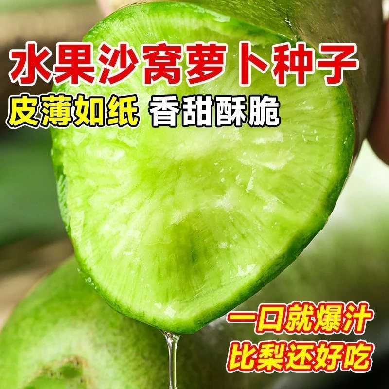 沙窝水果萝卜种子生吃脆甜农家蔬菜种四季播种阳台盆栽绿萝卜种籽