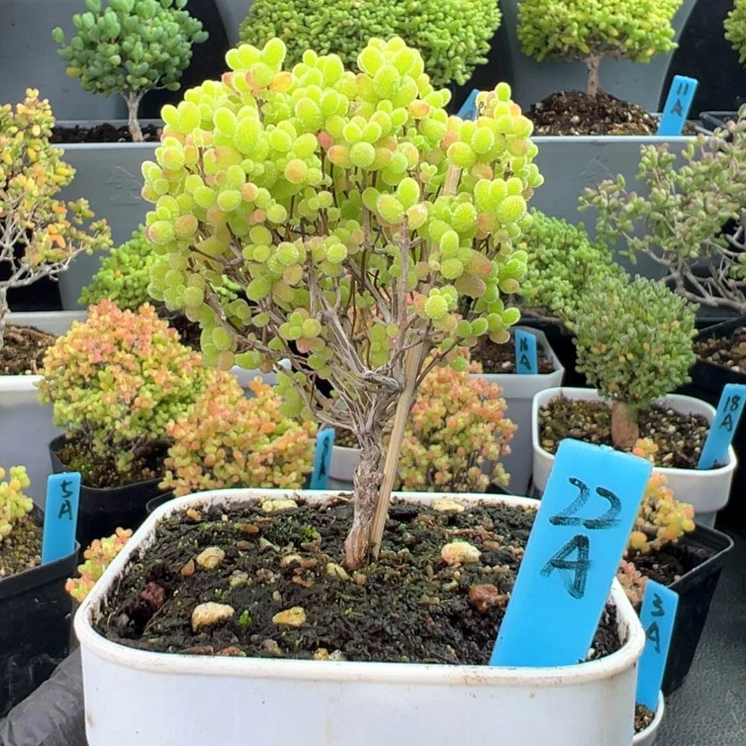 蜜橘棒棒糖小树22号