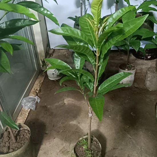 AL螺丝果一物原一拍盆原土发货