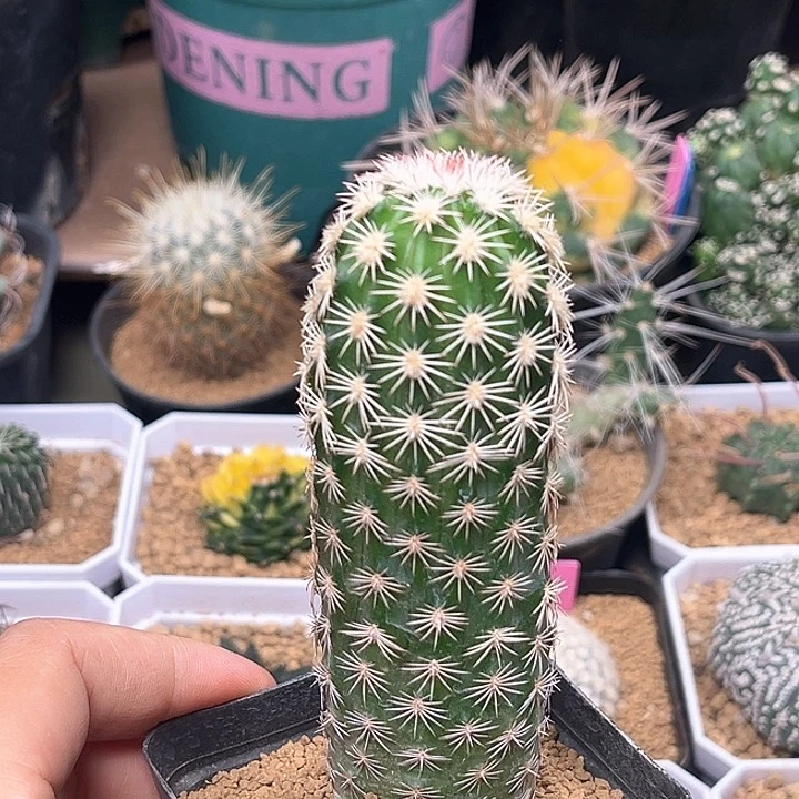 无花朵皇冠虾实生球