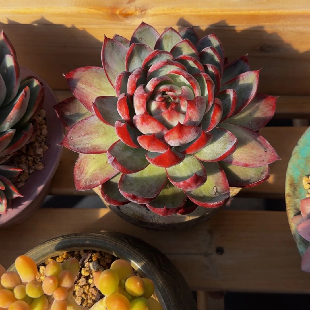 惊鸿啊啊啊啊啊啊啊