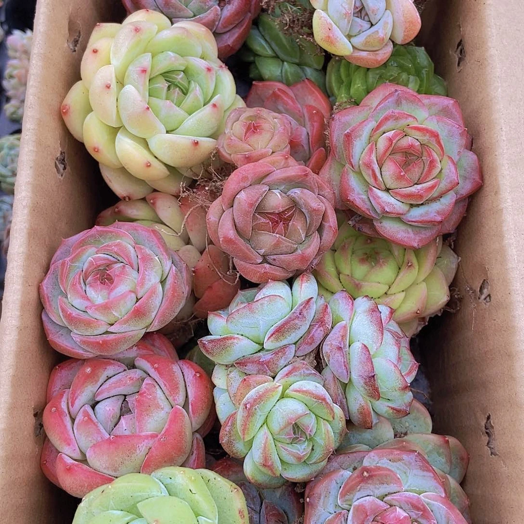 0000000002量拍保底20颗