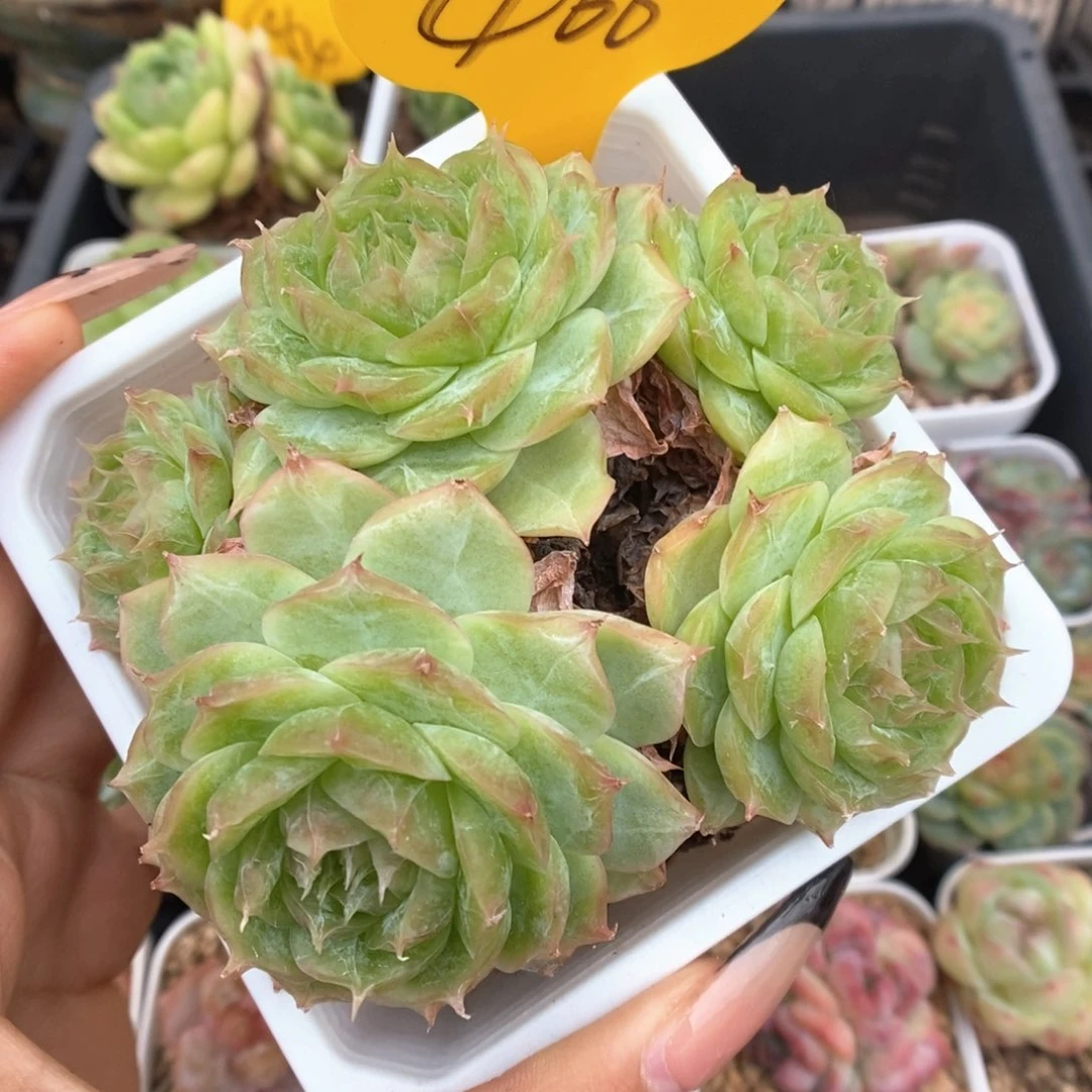 蔷薇珍妮群生466号。