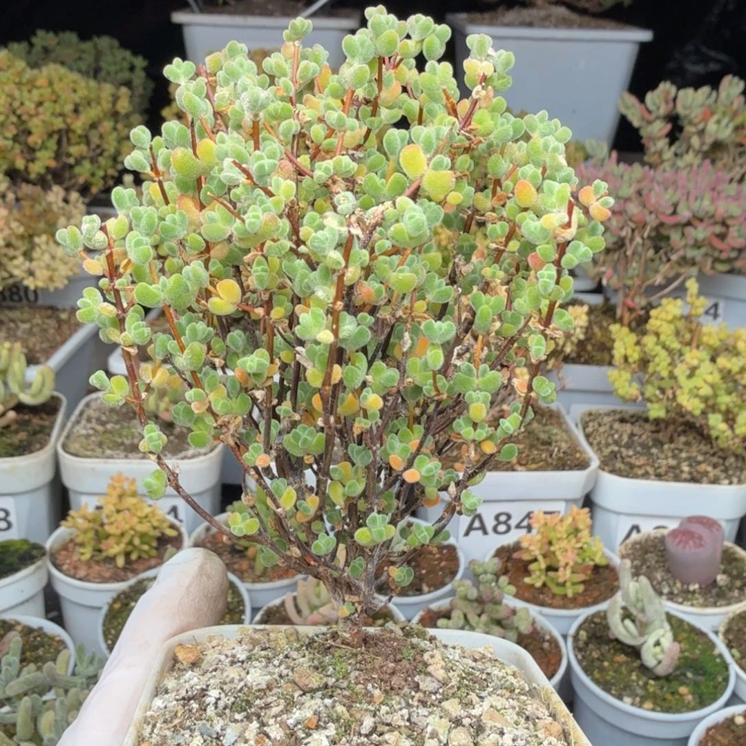 A884莱斯枝干一物一拍