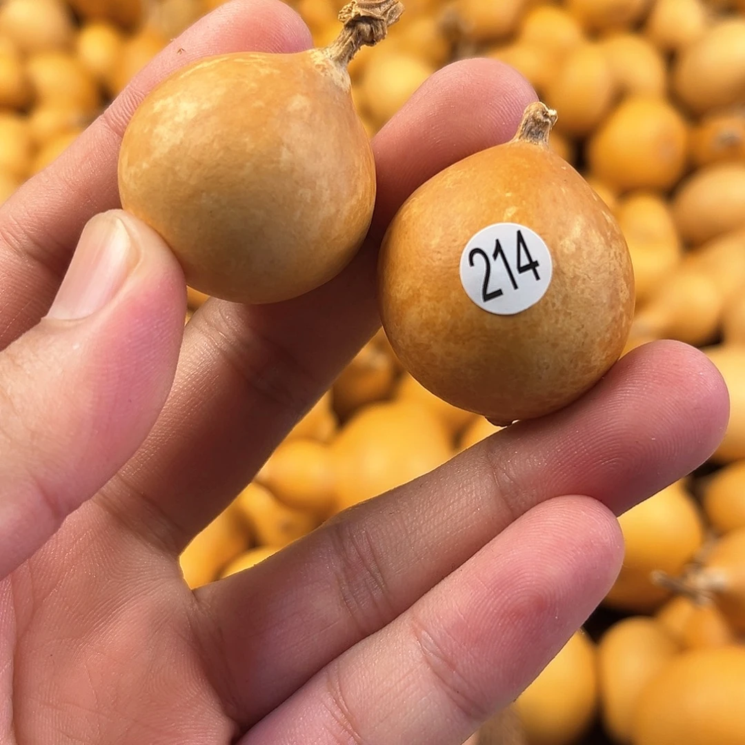 四葫芦葫芦葫芦葫芦214