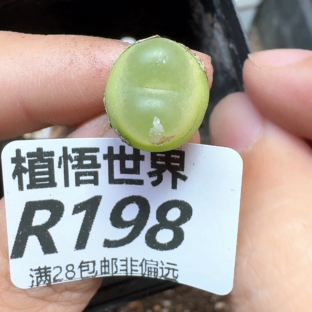 多肉植物的润泽和f
