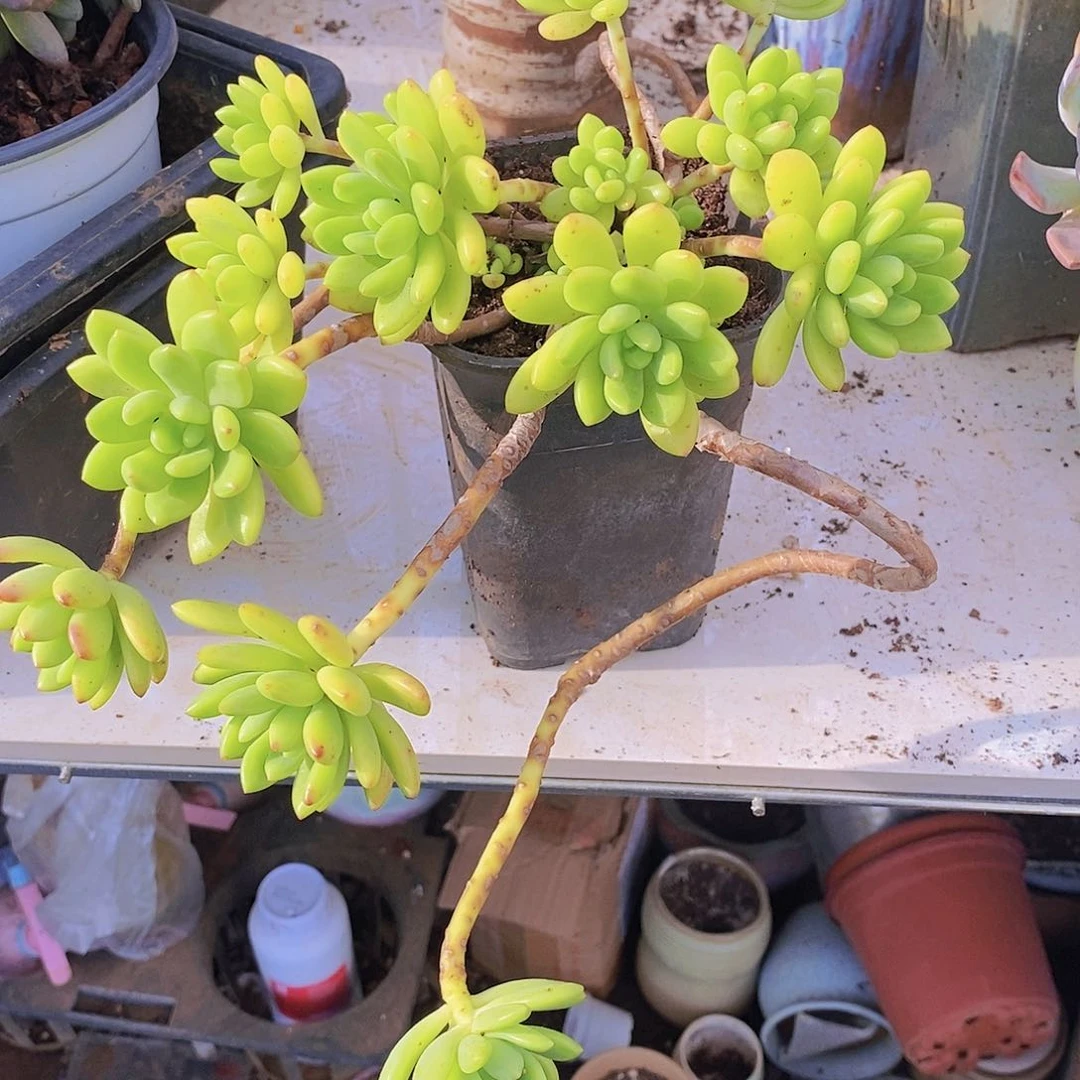 多肉植物非常福利香格里拉