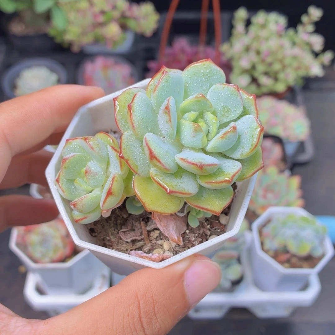 香草多肉9.9包邮发货