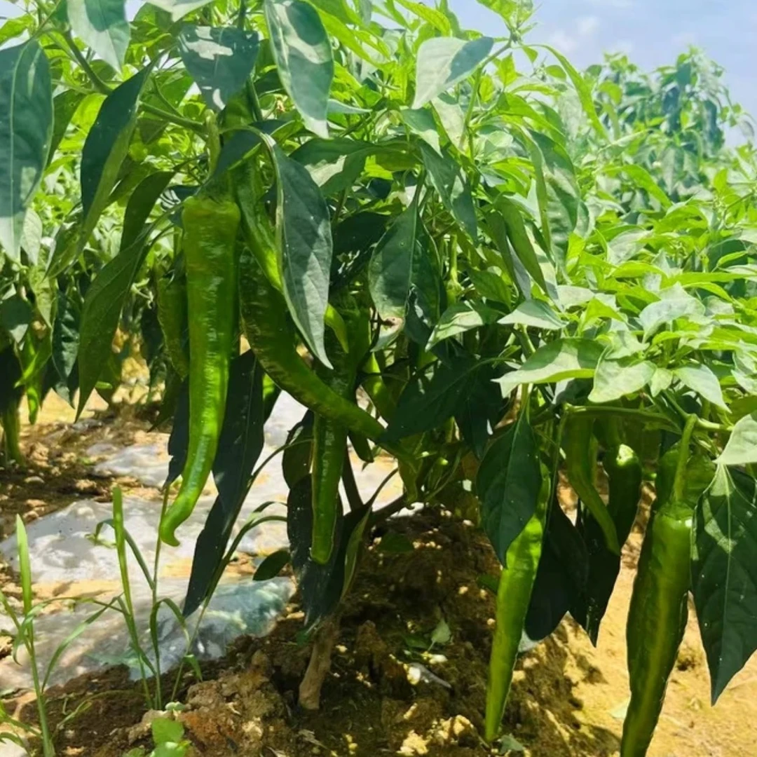 湖南益阳本地秋辣椒扯树辣椒