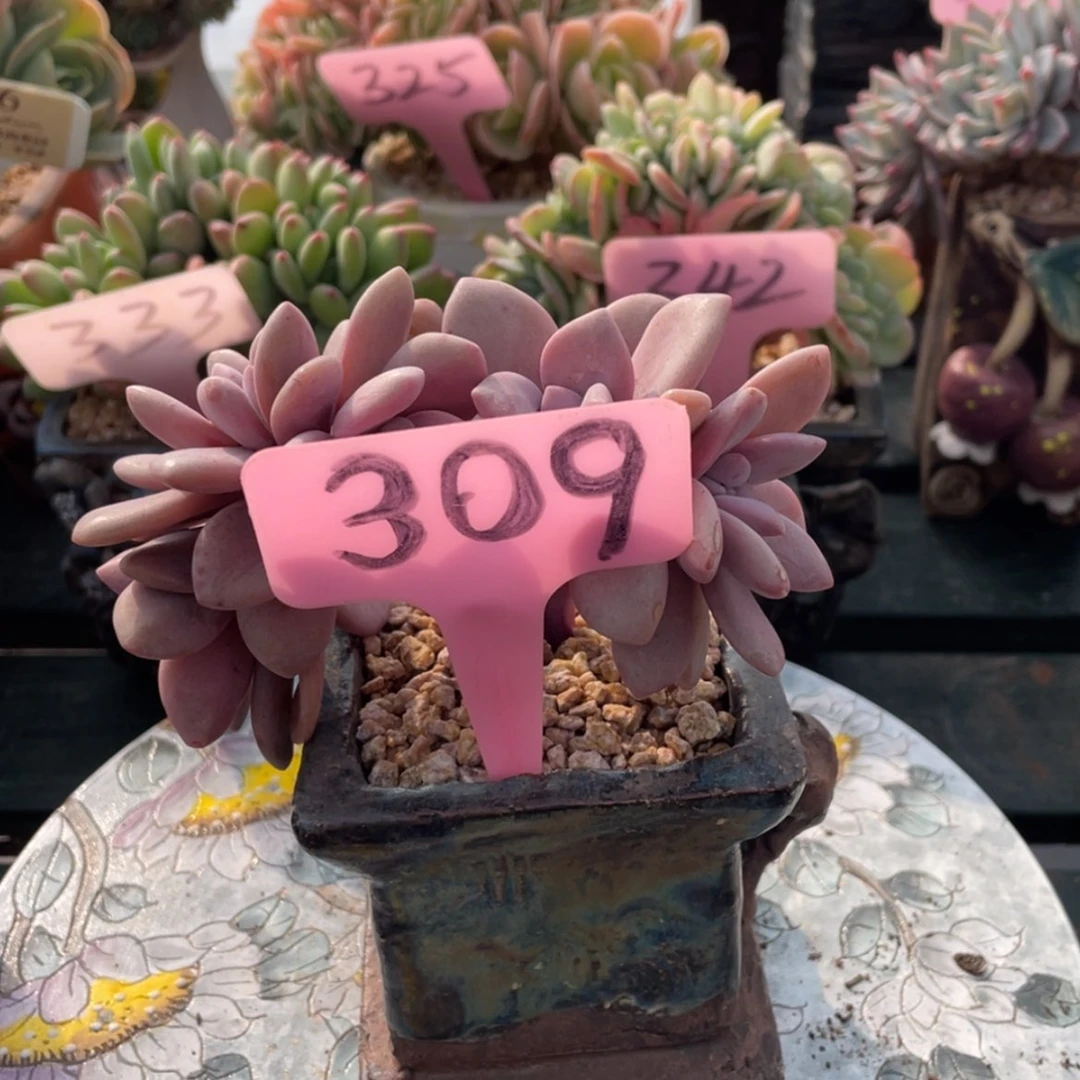 【闪购商品】紫*桃霜309