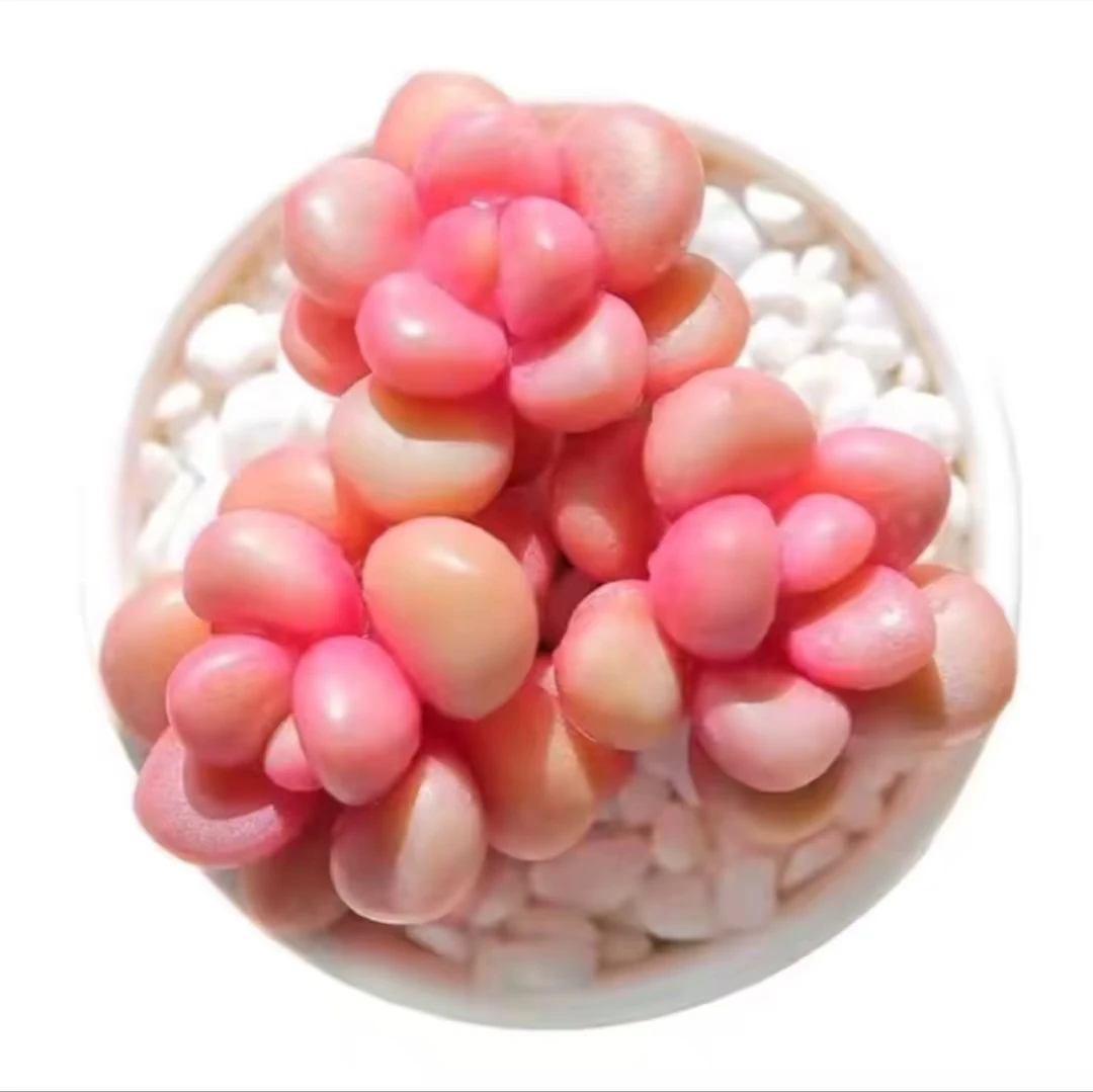 花弄影精控多肉001-100  脱土裸根发货