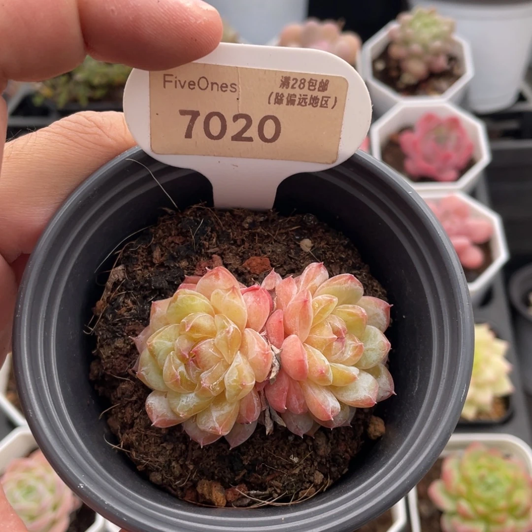 冰葡萄7020-5.5厘米