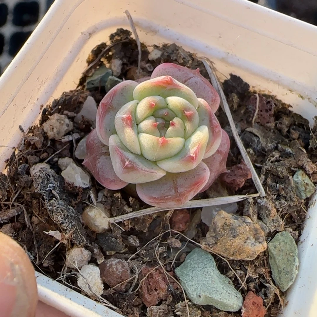 多肉小卡拉米糖心一物一拍