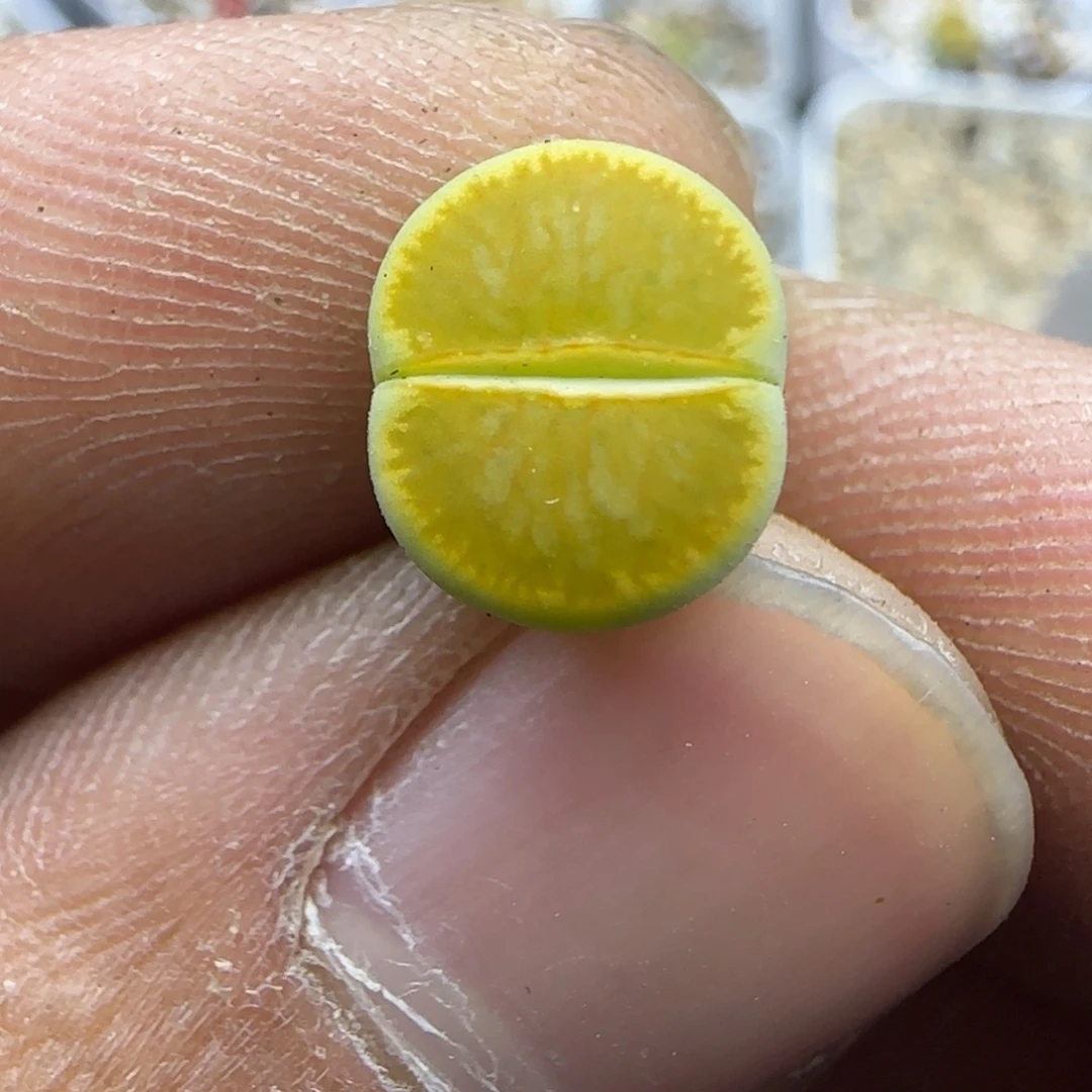 620 生石花大棚直播