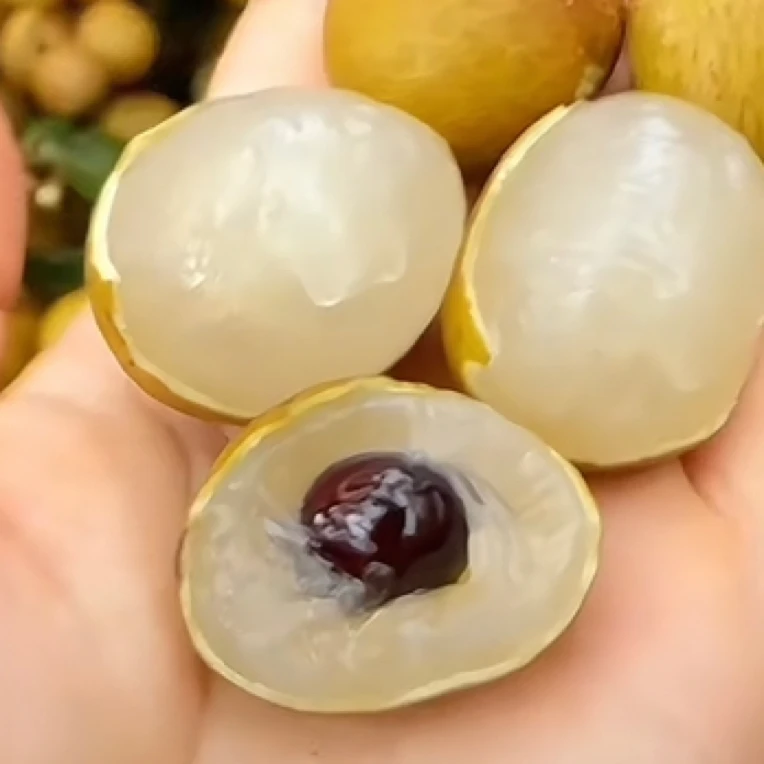 新疆优选进口金标龙眼2斤净重送货上门