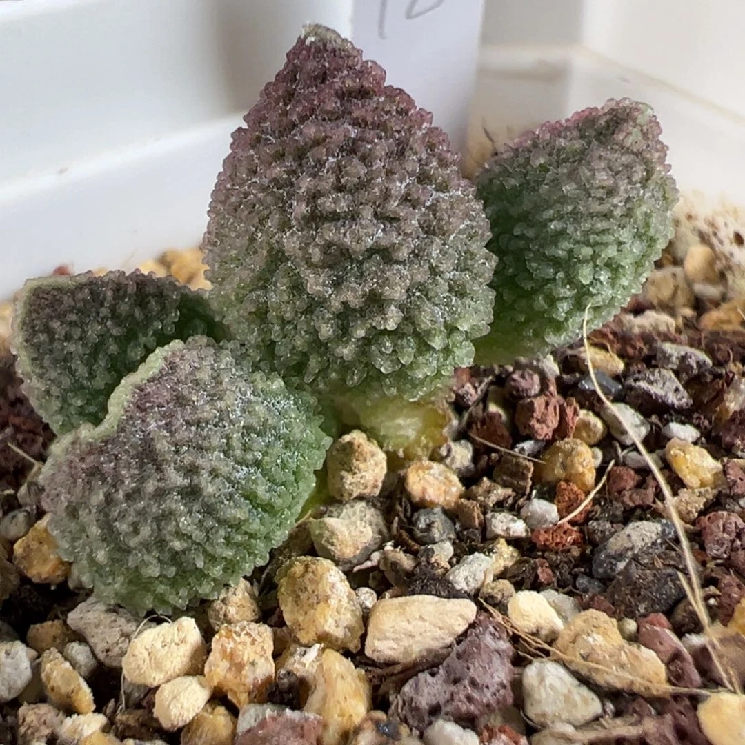 实生新品多肉植物水泡多肉植物水泡