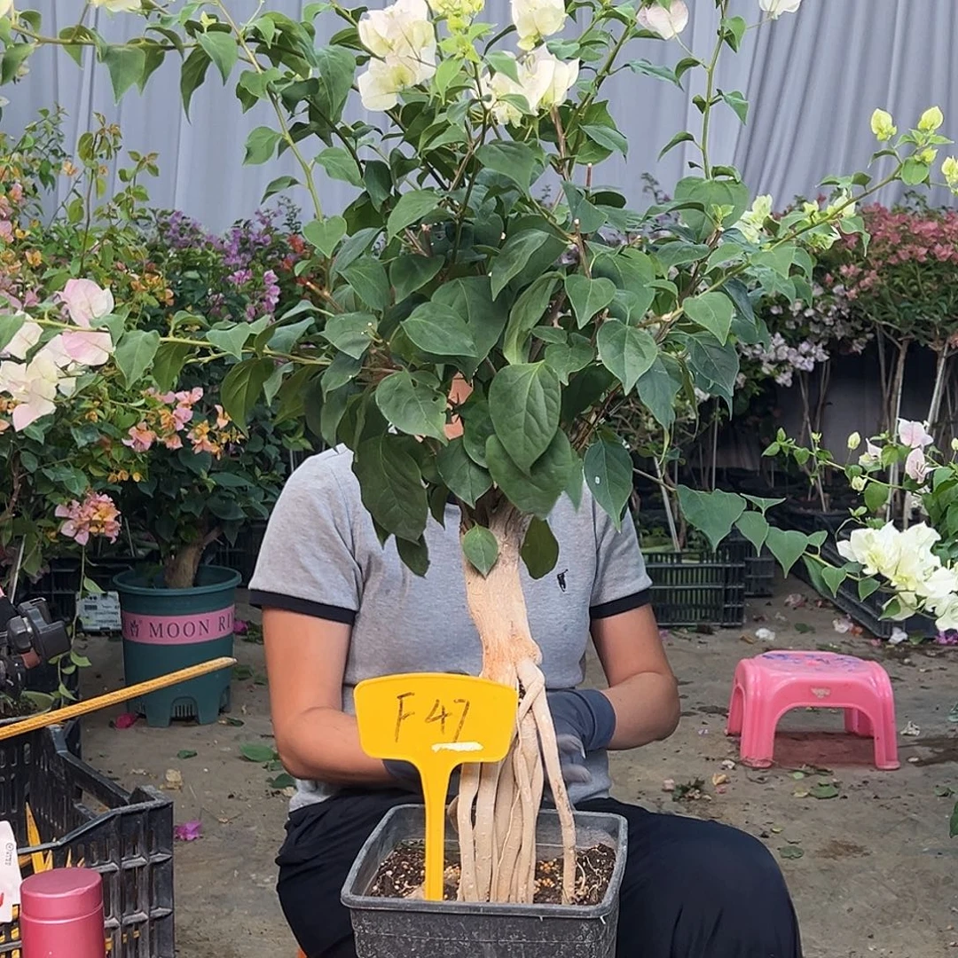 行***”当前无花栽培后可以开花F47绿樱