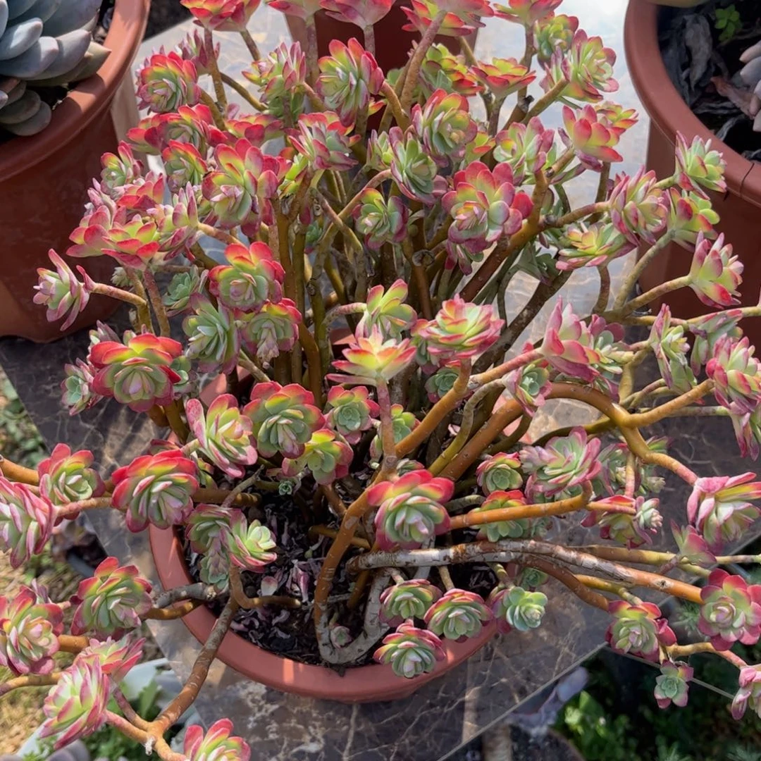 好姑娘多肉园艺，薄化妆