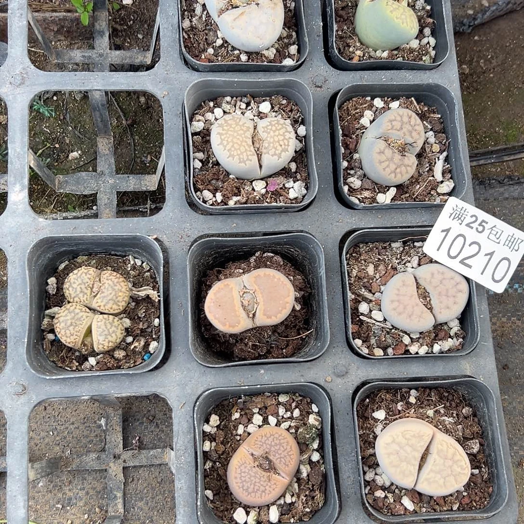 9颗母本210，一物一拍