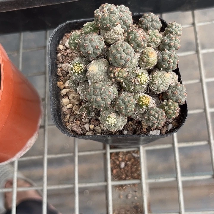 我也不知道我为什么要这样