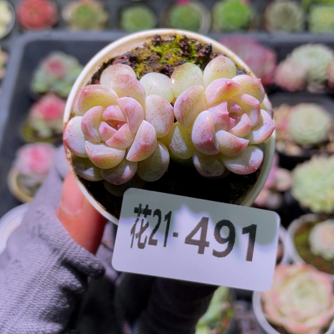 花利美21-491新品珍妮