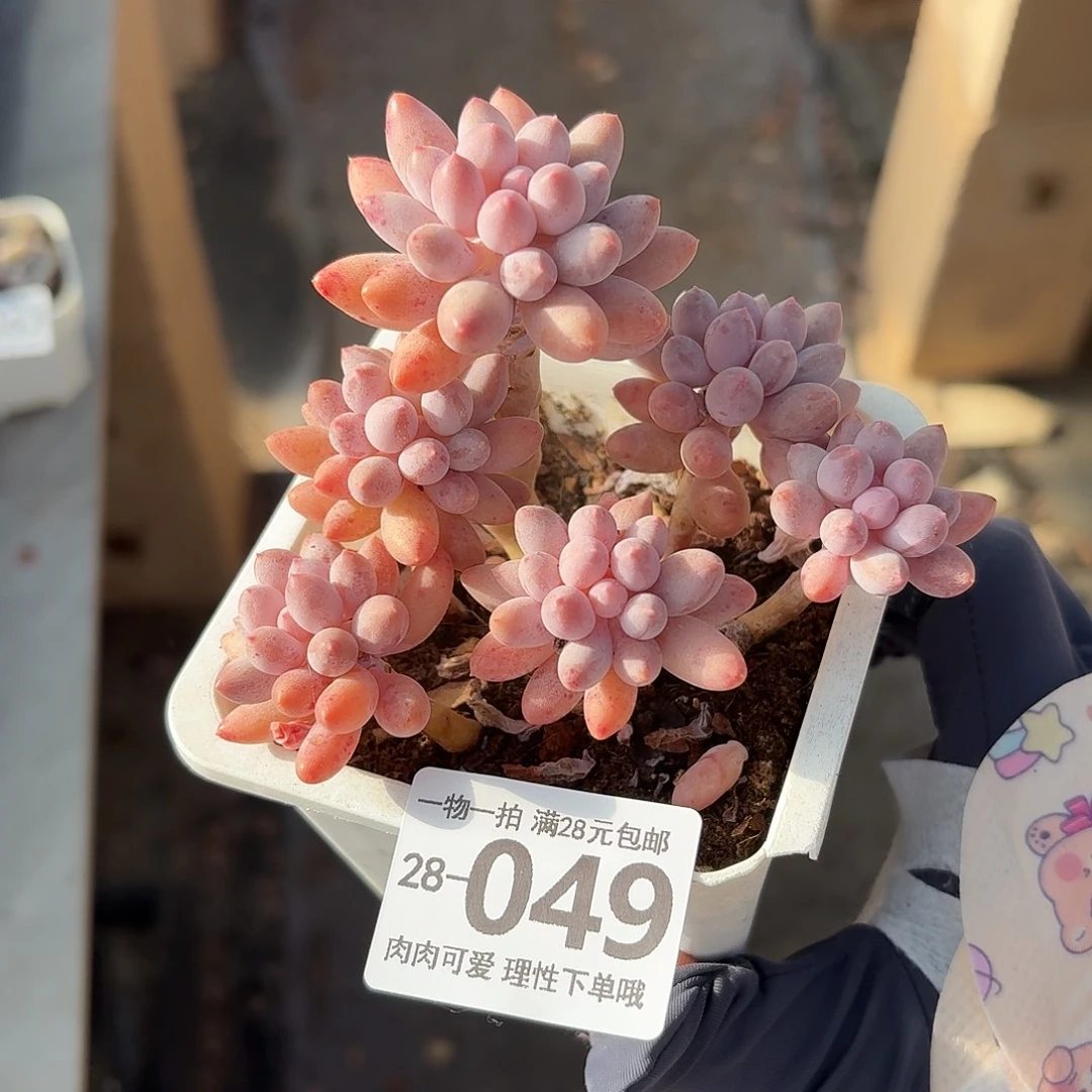 婴儿手指无盆土发货