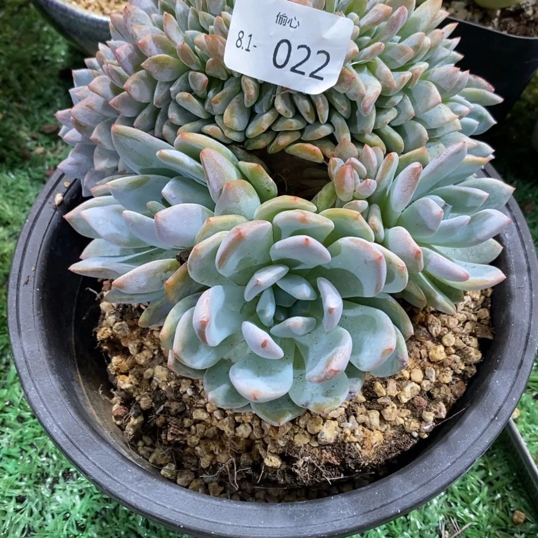 ꉂ****✿81022多肉群多肉多肉