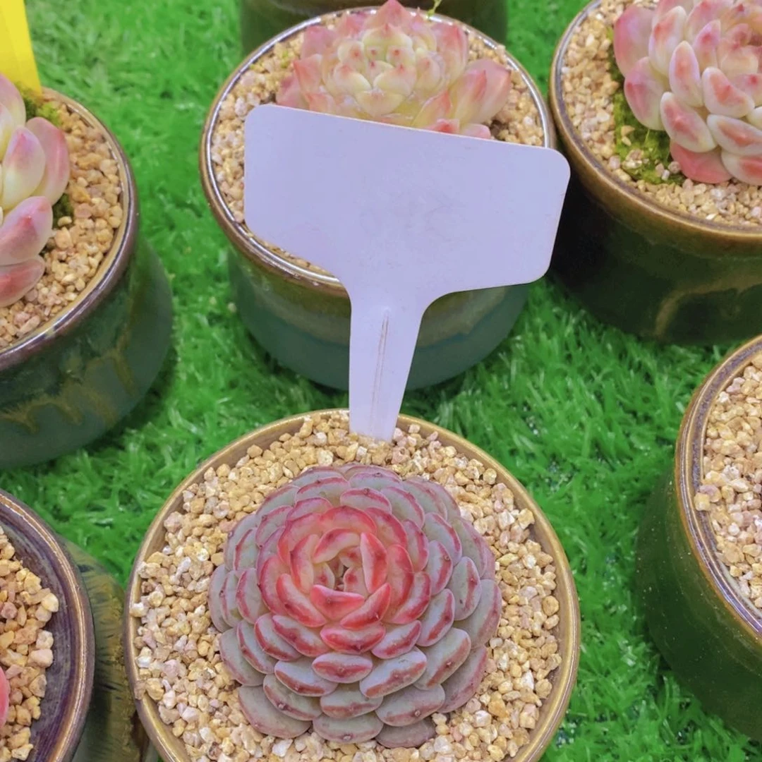 多肉植物，开心多肉